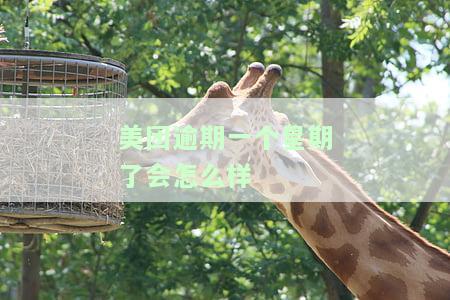 美团逾期一个星期：后果严重吗？全面解析逾期影响！