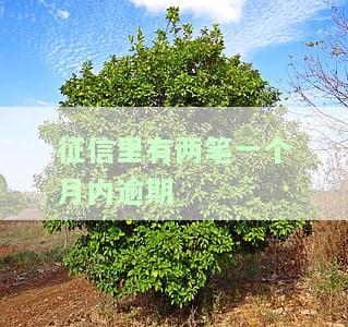征信有两次一个月内逾期：会影响担保/帮别人担保贷款吗？应如何处理？有何影响？