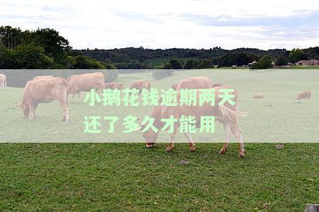 小鹅花钱逾期两天还了多久才能用