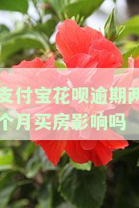 支付宝花呗逾期两个月买房会受影响吗？知乎用户分享经验