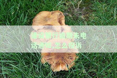 建设银行逾期未电话通知，如何有效投诉银行？