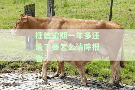 捷信逾期一年多还清后如何清除报告信息并恢复征信？逾期一年的影响及处理方法