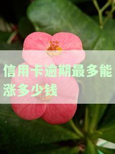 信用卡逾期最多能涨多少钱一天？2021年逾期多久会坐牢？