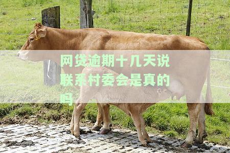 网贷逾期说要联系村委会是真是假？是否合法？