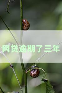 网贷逾期三年了怎么办？如何处理长期逾期问题？