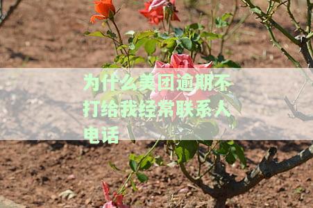 美团逾期1个月现在没有催收的打电话了？逾期60天、4个月为何未联系？上门催款是否存在？天天被催还钱该怎么办？