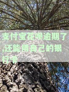 花呗逾期还能用支付宝吗？还款方式及能否转账详解
