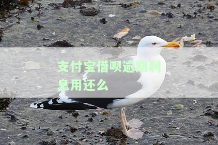 支付宝借呗逾期利息计算及减免政策：一天一收还是有免息期？