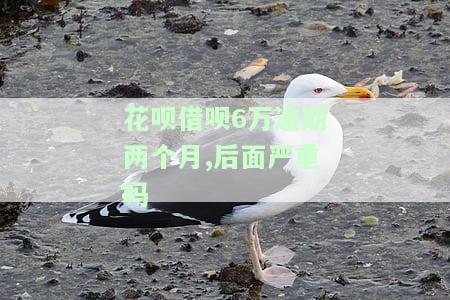 花呗借呗六万逾期还不上，是否属于刑事责任？解决方案是什么？