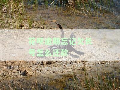 花呗忘记还款时间导致逾期记录，如何解决并恢复使用？