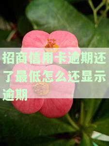 招商银行信用卡逾期后，需要全额还款吗？了解相关风险与应对措