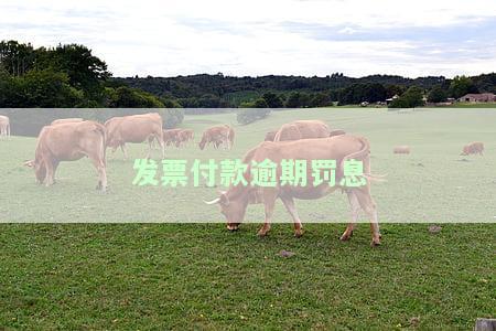如何计算发票付款逾期罚息？逾期未缴款何处缴纳？什么是发票逾期？