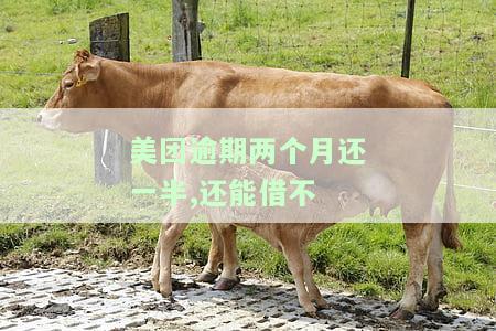 美团逾期两个月还一半，能否继续借款？影响及解决方法
