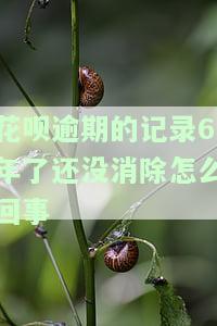 花呗逾期6年未消除，如何恢复正常使用？