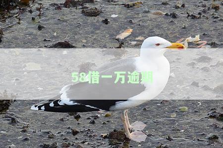 58借钱逾期不还会有什么影响？上百块逾期上门真的吗？