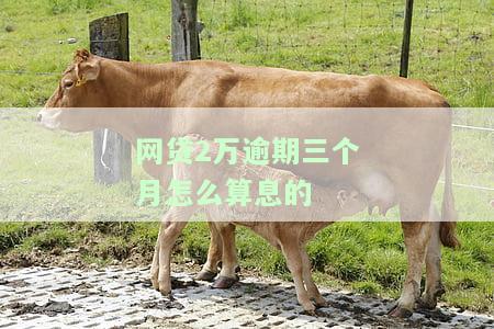 网贷逾期2万金额算不算大？会影响信用记录和法律责任吗？