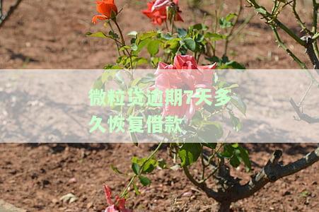 微粒贷逾期7天：恢复借款额度的时间、后果及能否再次借款，影响征信吗？