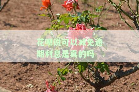花呗能减免利息吗，如何让花呗减免利息？