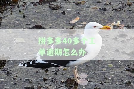拼多多40多工单逾期处理方法及投诉渠道