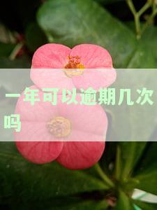 一年可以逾期几次吗-一年可以逾期几次吗