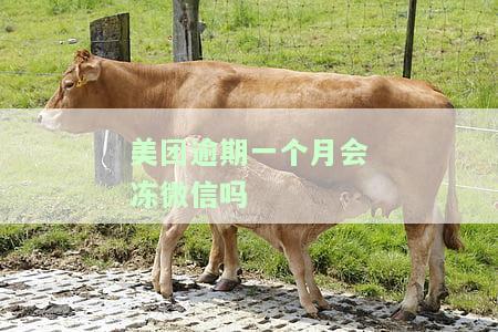 美团逾期一个月后还款，能否继续使用？安全性如何？