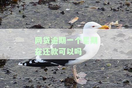 网贷逾期一个星期影响大吗？借呗80000逾期2年的亲身经历与贷款逾期10天的影响分析