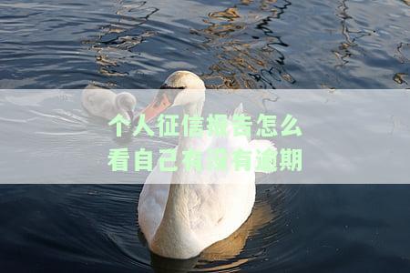 个人征信报告怎么看有没有逾期的，如何查看个人征信报告中的逾期记录？