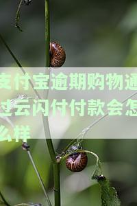 支付宝逾期买东西：可否找人代付？有何影响？