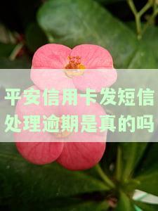 平安信用卡发短信处理逾期：真实有效还是虚假信息？