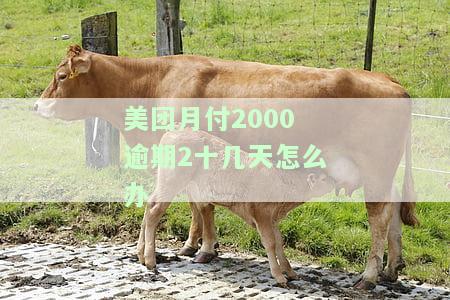 美团月付2000逾期2十几天怎么办理，美团月付逾期2000多元，已经20多天了，应该怎么办？