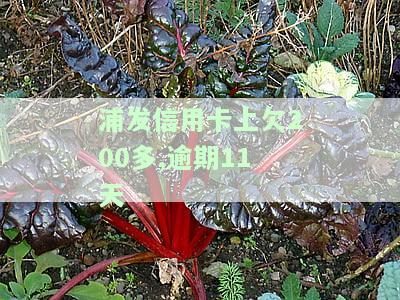 浦发信用卡上欠200多,逾期11天会怎样，逾期11天，浦发信用卡欠款200多元可能会面临什么后果？