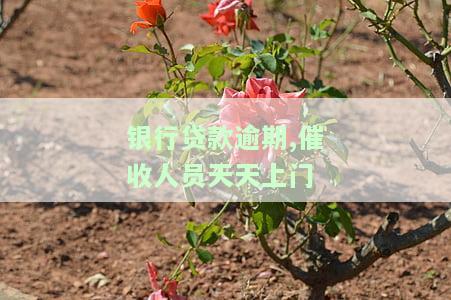 如何处理银行贷款逾期，催收人员天天上门催收的情况？是否合法？