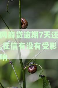 网商贷逾期7天会否上征信？影响你必须知道！
