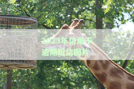 2023年信用卡逾期短信图片