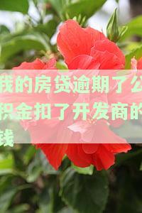 我的房贷逾期了公积金扣了开发商的钱-我的房贷逾期了公积金扣了开发商的钱怎么办