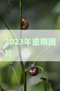 2020年逾期图片，追忆过去：2020年的逾期图片回顾