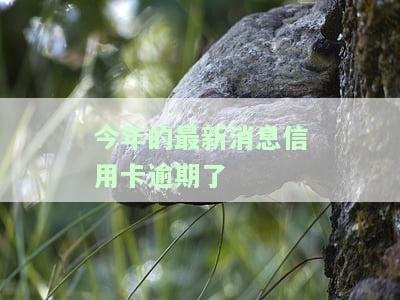 今年的最新消息：信用卡逾期处理方式及影响