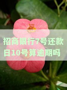 招商7号还款日、账单日查询：日期是多少？