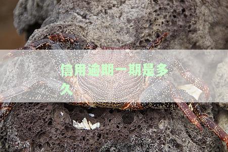 信用逾期一次影响大吗？全面解析其可能带来的后果