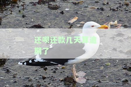 还呗还款期限多少天？了解免息期及截止日期