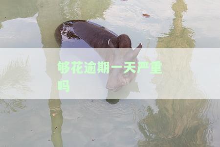 够花逾期一年会有什么后果？是否会被告上法庭？最长可逾期多久？