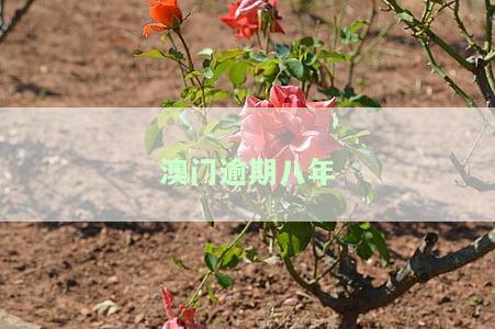 澳门逾期八年-澳门逾期八年会怎么样