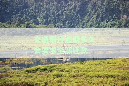 交通银行逾期还款政策详解：最新规定及影响