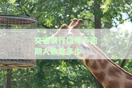 交通银行逾期：如何说、怎么说理由及怎么还款？