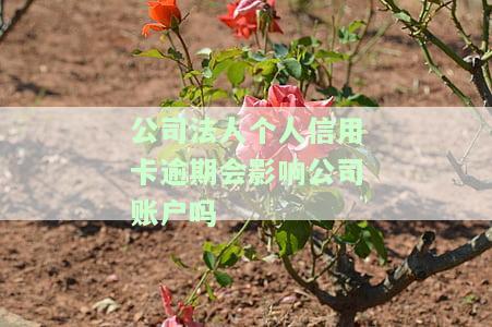 公司法人个人信用卡逾期是否会影响公司账户？