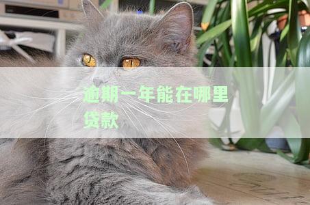 逾期一年能在哪里贷款呢，逾期一年也能贷！揭秘贷款新渠道