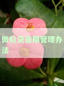 微粒贷逾期管理办法