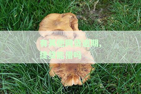 有其他网贷逾期,捷贷能借吗安全吗，网贷逾期能否申请捷贷？安全性如何？