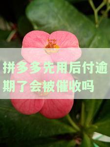 拼多多先用后付逾期了会被催收吗知乎，拼多多先用后付逾期是否会被催收？知乎用户分享经验
