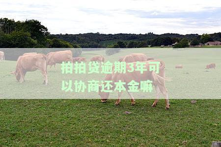 拍拍贷逾期三年能否协商分期还本金？